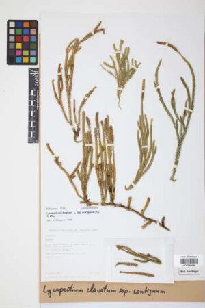 Lycopodium clavatum contiguum (Kl.) B. &Oslash;llg.