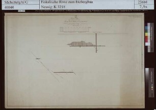 Junge Hohe Birke Fundgrube bei Langenrinne (Zug), König David Stehender