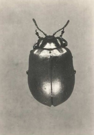 Pappelblattkäfer (Chrysomela populi) oder Weidenblattkäfer