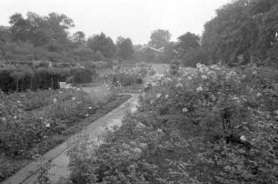 Rosengarten im Stadtgarten