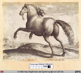 Hispanus.