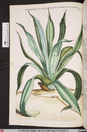 ALOE AMERICANA EX VERA CRUCE, FOLIIS LATIORIBUS ET GLAUCIS.