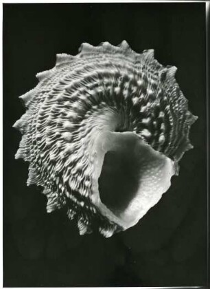 Astralium longispinum, Bahama-Inseln