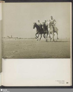 Im gestreckten Galopp