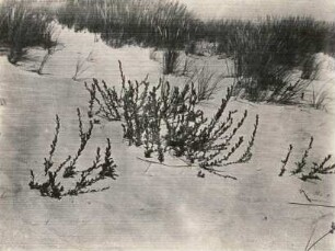 Norderney. Dünen-Kriech-Weide (Salix repens subsp. dunensis)