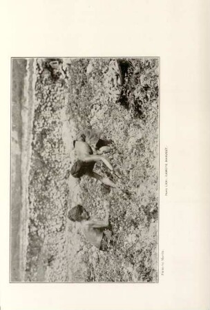Plate LXXI. Camote harvest