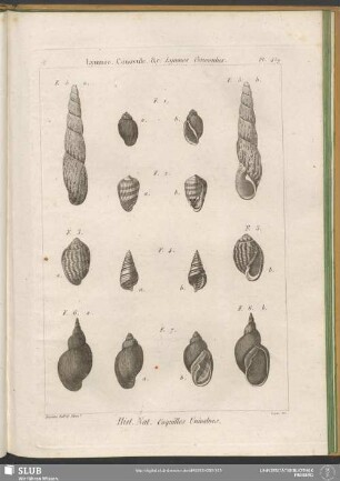 Pl. 459. Lymnée. Conovule. &c. Lymnea Conovulus
