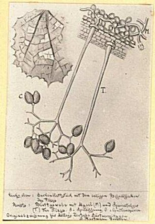 Falscher Mehltau der Gurken (Pseudoperonospora cubensis). Zeichnung von J. Hartmann für Möllers Deutsche Gartenzeitung