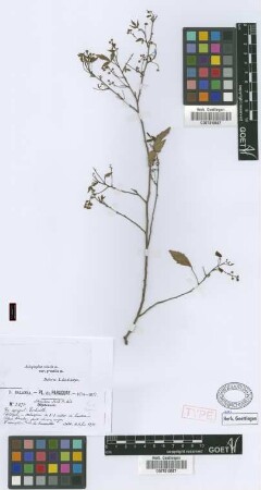 Schmidelia edulis A.St.-Hil., A.Juss. & Cambess.
