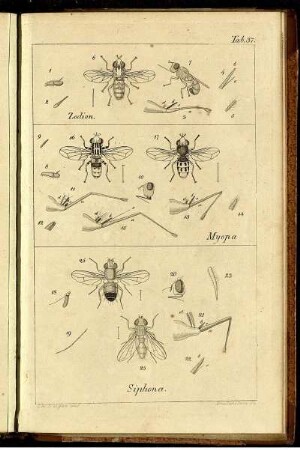Tab. 37 [bis] Tab. 41 [siehe arabische Paginierung]