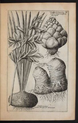Taf. 66. [Gladiolus]
