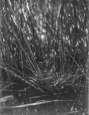 Zwergdommel : Zwergdommel (Ixobrychus minutus Linnaeus) bringt Nistmaterial zum Nest.