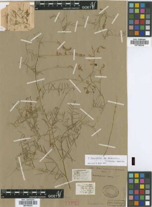 Vicia tenuifolia Roth var. Griseb. laxiflora[lectotype]