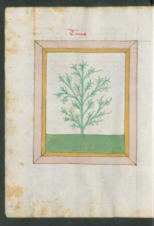 Thymian