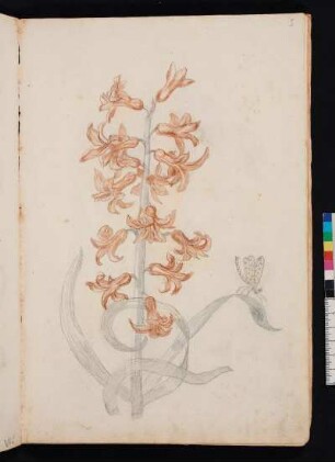 Einfache blaue Hyazinthe, nach Maria Sibylla Merian, Blumenbuch, Faszikel I, Taf. 3