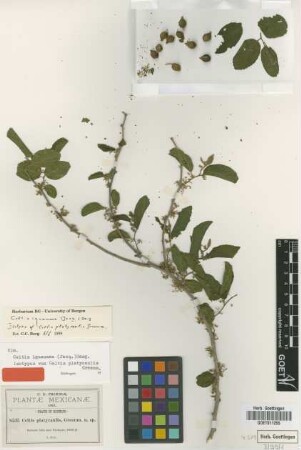 Celtis platycaulis Greenm. [isotype]