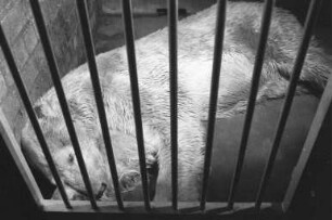 Tod des Eisbären "Nanuk" im Karlsruher Zoo