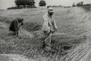 Abmähen des Kornfeldes mit der Sense : Posyčenje žitnišća z kosu : Lomske / Łomsk