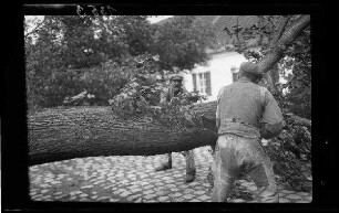 Mons (Belgien): 2 Einheimische beim "Umsägen eines Baumes" (Nahaufnahme)