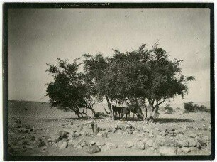schech snelih bei el metabi