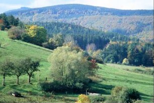 Weiden, Bäume, bewaldete Berge
