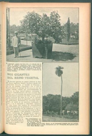 Dos gigantes del reino vegetal