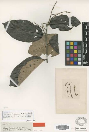 Licania triandra Mart. ex Hook. f. [isotype]