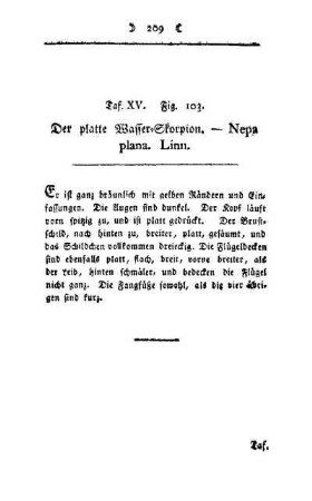 ¬Der¬ platte Wasser-Skorpion : Nepa plana Linn ; Taf. XV, Fig. 103