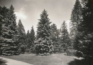 Elbtallandschaft. Pillnitz. Schloßpark. Baumgruppe
