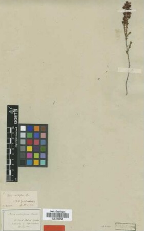 Erica axilliflora Bartl. [type]