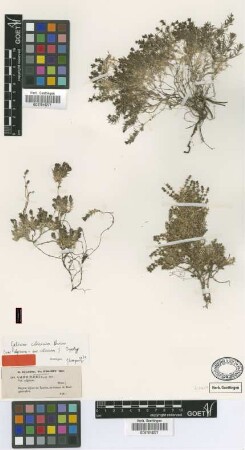Galium cilicicum Boiss. var. Boiss. alpinum[syntype]