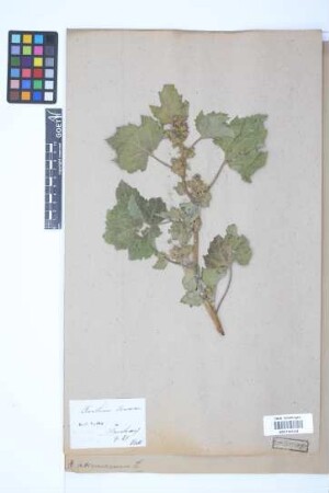 Xanthium strumarium L.