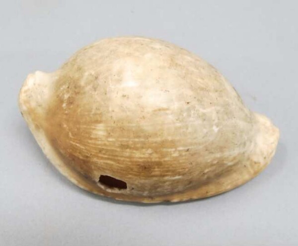 coquille d'escargot (ovula ovum)