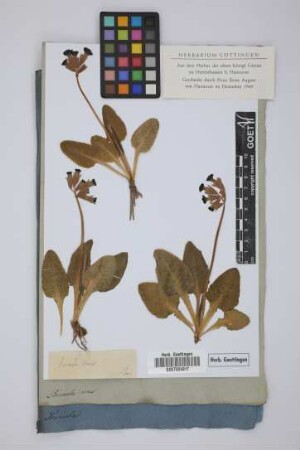 Primula veris