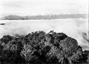 Nebelwald : Blick über einen Nebelwald mit Wolkenbank und Bergen im Hintergrund