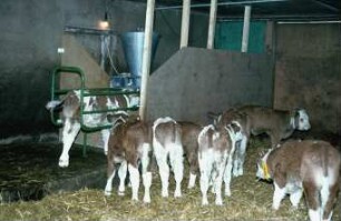 Fotografie: Fütterungstechnik, Kalb, Tränkeautomat, Gruppenhaltung