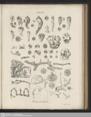Tab. XVIII. Corals of the Chalk