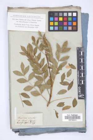 Fraxinus viridis