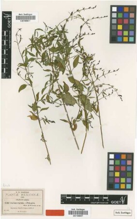 Carlowrightia pringlei B.L.Rob. & Greenm. [type]