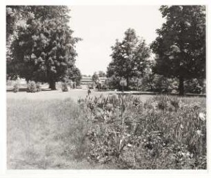 Bundesgartenschau 1955, Kassel: Blumenbeet mit Iris