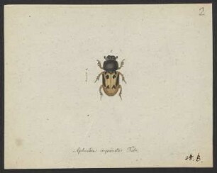 Aphodius p. 9. nro. 14 bis p. 12. nro. 29.