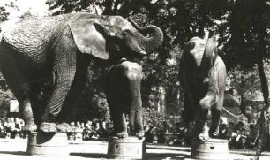 Dresden. Zoologischer Garten. Afrikanischer Elefant (Loxodonta africana) und Indischer Elefant (Asiatischer Elefant, Elephas maximus) bei Dressurvorführengen