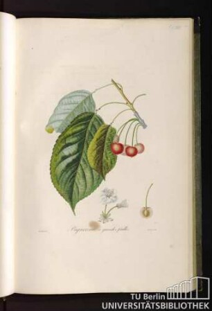 P. LVIII. Bigarreau à grandes feuilles.