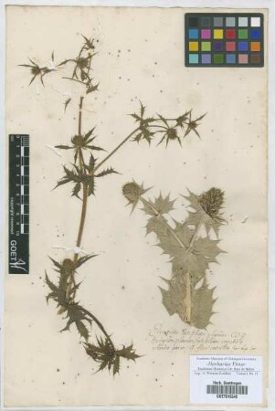 Eryngium