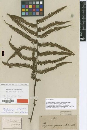 Polypodium nymphale G.Forst. [type]