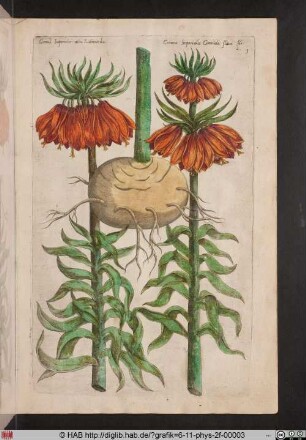 Corona Imperialis alta Rubicunda.