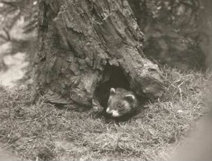 Iltis (Putorius putorius L.) beim Hervorkommen aus dem Schlupfwinkel