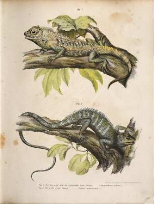 Bilder-Atlas zur wissenschaftlich-populären Naturgeschichte der Amphibien in ihren sämmtlichen Hauptformen