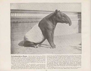 Schabracken-Tapir