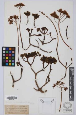 Aeonium barbatum Webb